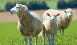 户外直播91年的羊,羊年记忆里的青春足迹