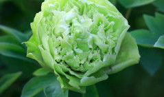 麻豆绿,探寻时尚潮流的绿色新风尚