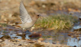 麻豆鸟,探寻神秘鸟类的传奇故事