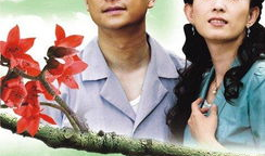 电视剧木棉花的春天