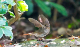 麻豆鸟,探寻神秘鸟类的传奇故事
