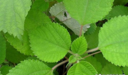 麻豆绿,探寻时尚潮流的绿色新风尚