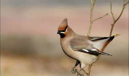 麻豆鸟,探寻神秘鸟类的传奇故事