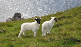 户外直播91年的羊,羊年记忆里的青春足迹