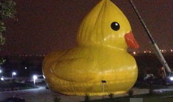 91大黄鸭直播,一场视觉与互动的盛宴