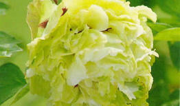 麻豆绿,探寻时尚潮流的绿色新风尚