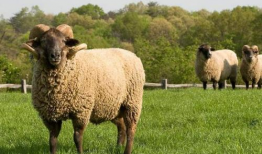 户外直播91年的羊,羊年记忆里的青春足迹