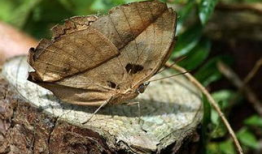 枯叶蝶电视剧,穿越生死的爱恋